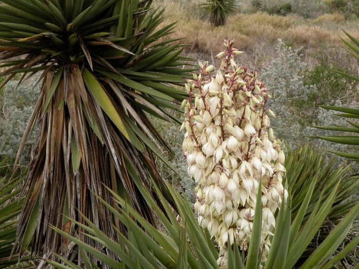 Cacti of the Southwest (Photographs) - WanderWisdom