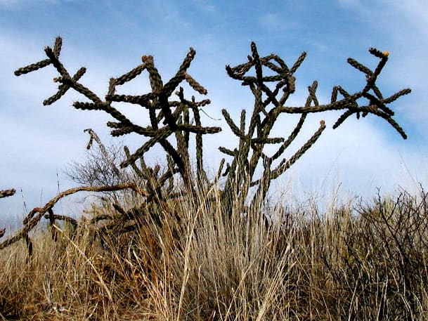 Staghorn Cholla near Imperial Dam Recreation Area in southern Arizona started bloomin in March while we were camping nearby.