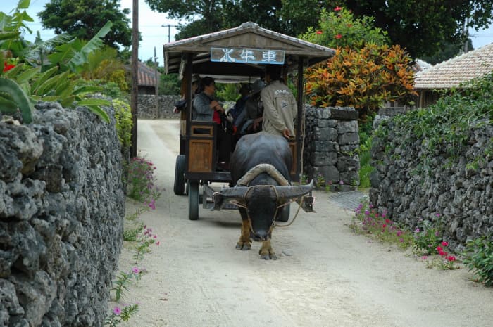 Most roads on this tiny island are just sand, and bicycles, ox taxis and walking are the only ways of getting around.