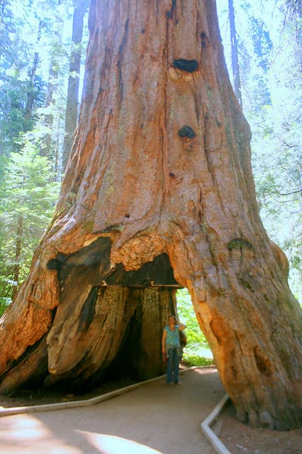 This is how the tree looked, and stood, for many, many years prior to the big storm of 2017.