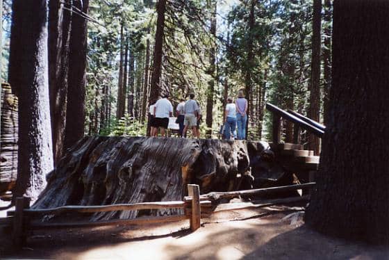 The size of this stump gives only a hint of what the original entire tree must have looked like
