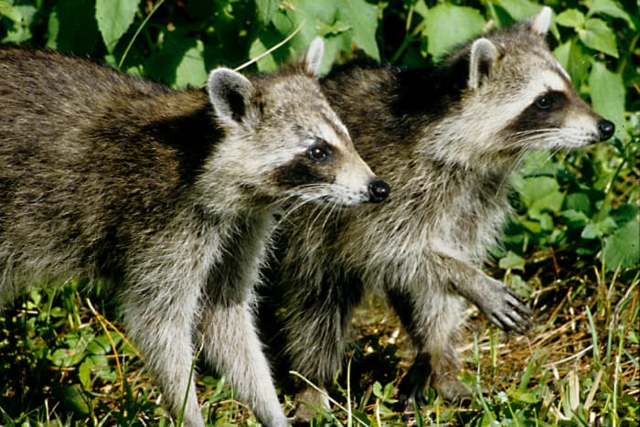 Two raccoons venture out of the scrub on Honeymoon Island. To some Americans these are considered pests - to a foreign tourist, they are delightfully exotic