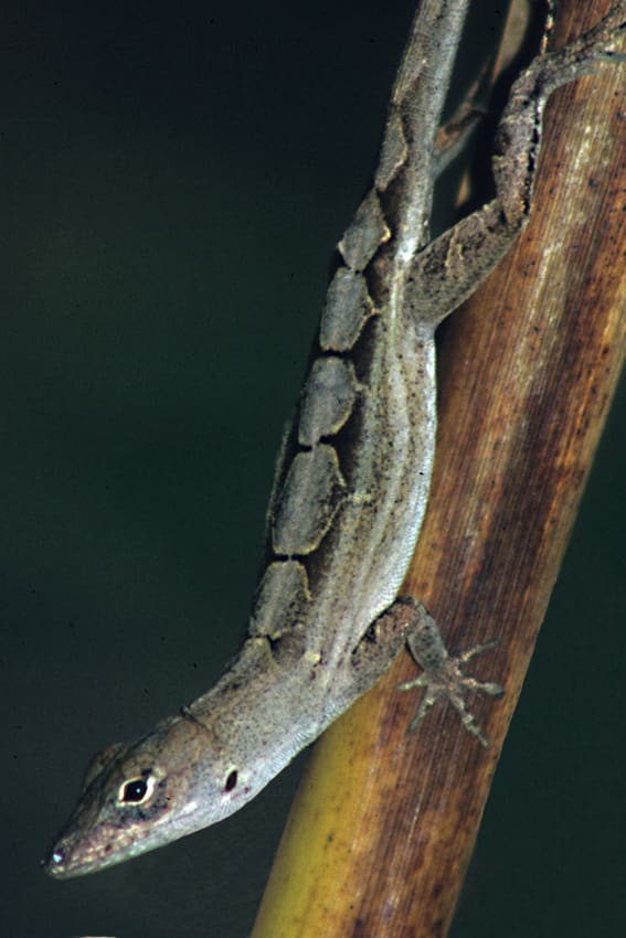 An Anole lizard in a garden in Port Richey. Anoles are quite easy to find, but not quite so easy to photograph
