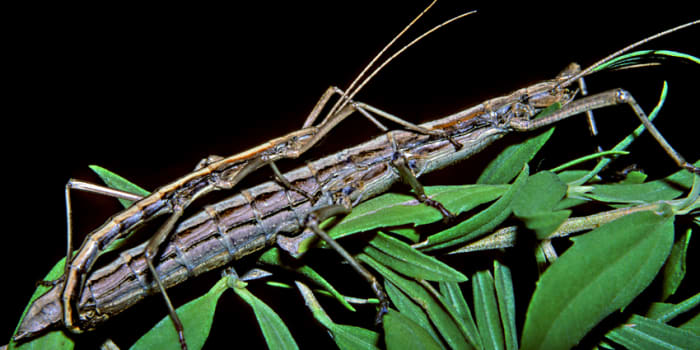 Anisomorpha buprestoides, the two-striped stick insect (walking stick). I keep stick insects as a hobby, so it was a delight to find this species in Port Richey.
