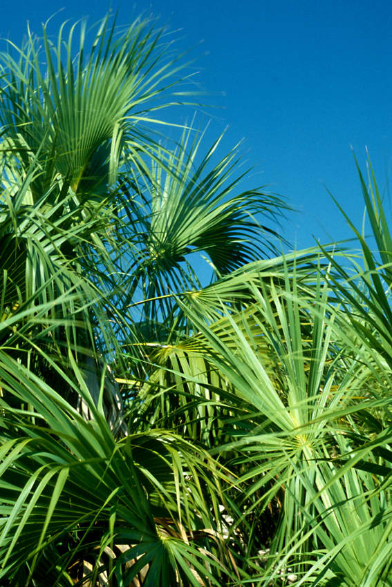 Palm fronds on Caladesi Island. Green vegetation attracts wildlife. And green vegetation in the hot subtropics attracts the most wildlife of all