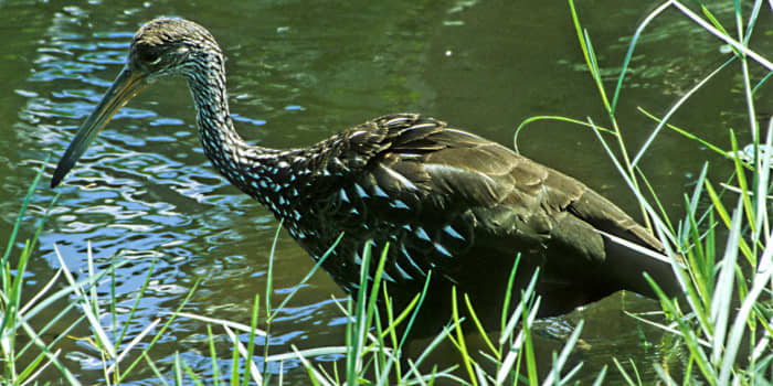 The Limpkin is a large wading bird which specialises in feeding on large apple snails. This one was actually seen and photographed during a visit to Cypress Gardens - one of the many theme parks near the City of Orlando