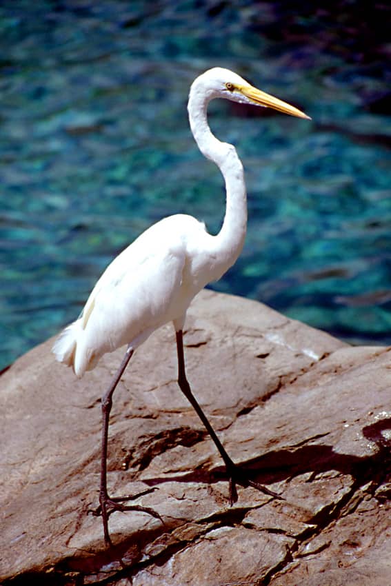 Even in Orlando's renouned theme parks, there is wildlife to be seen. This egret was making use of the water attractions in SeaWorld