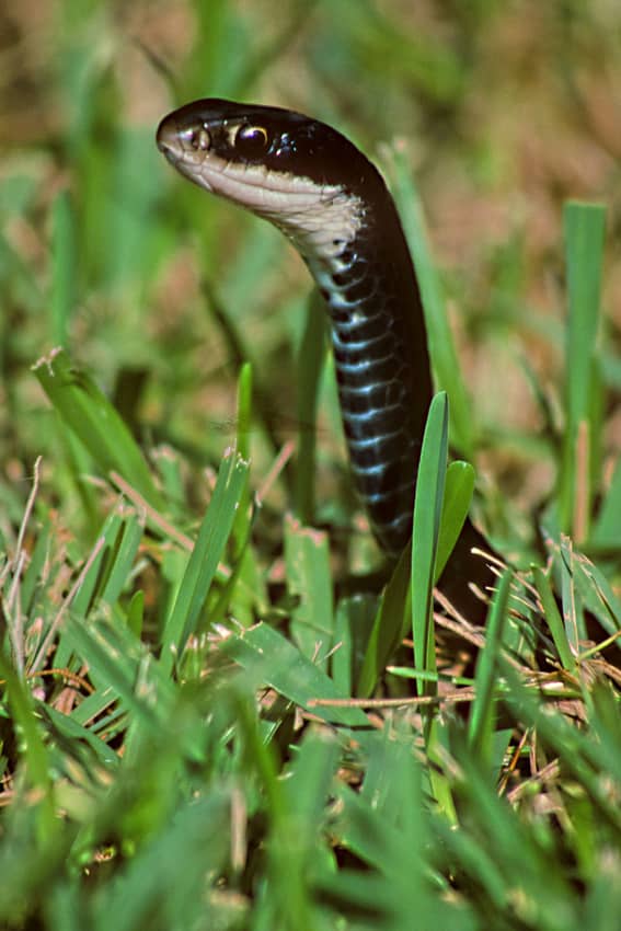 Snake in the grass. Not all Florida's wildlife lives in the wild - this was photographed in a residential garden. As far as I am aware, this was a harmless species?