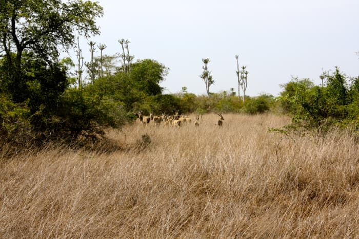 We spotted the Giant Sable Antelope - a national symbol of Angola, even depicted on the airline's logo and mula! The herd ran away after we spotted each other but then they stopped and turned back to take a look at us and we snapped pictures of them