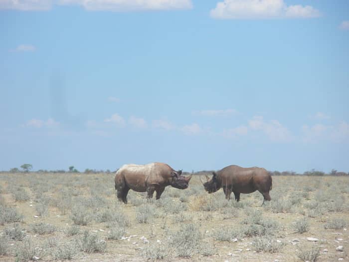 Black rhinos at Etosha National Park