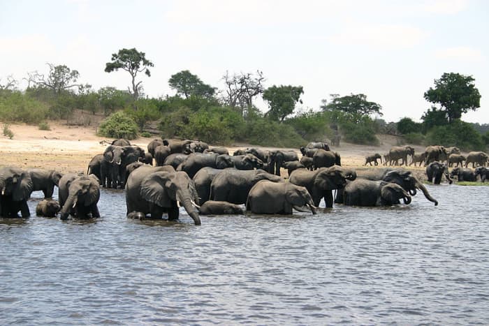 A herd of elephants at the Chobe River