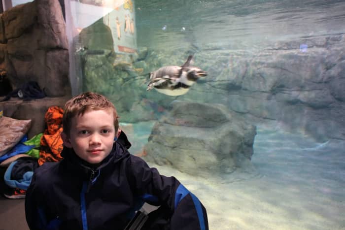 The new "penguin coast" exhibit offers a beautiful display of the birds at the aquarium.