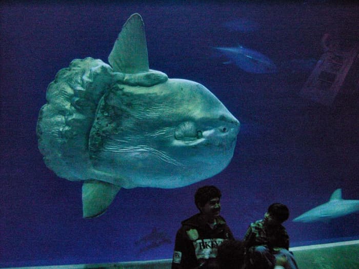Huge ocean sunfish (Mola mola)