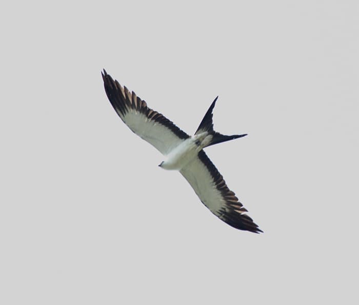 Swallow Tail Kites have a distinctive white underside with black fringes and a deeply forked "swallow" tail.