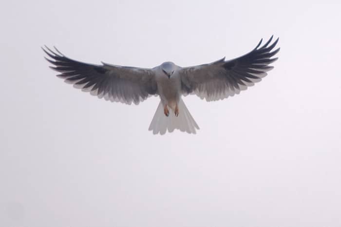 Note the darker grey wings, all white head and wide tail. The White-Tailed Kite hunts for small rodents and reptiles.