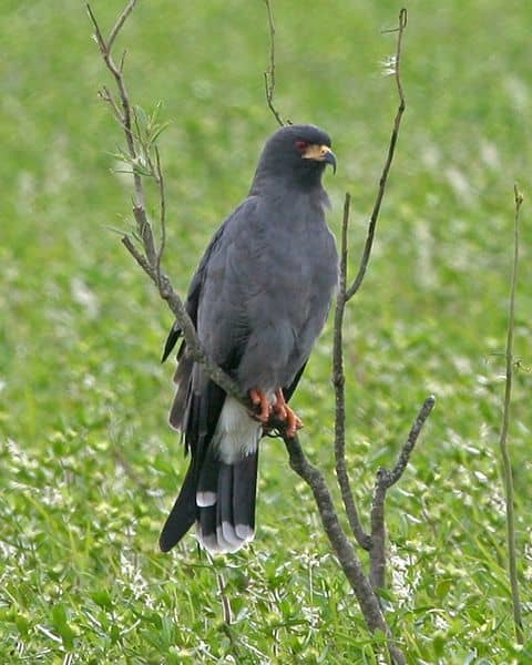Its hard to take such a fierce face so seriously when you you know he had escargot for dinner. Snail Kites get their name because they feed almost exclusively on snails.