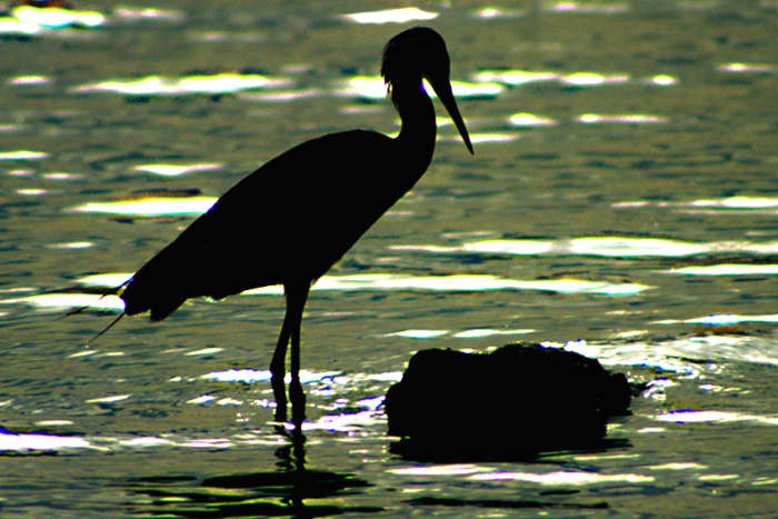 An egret at sunset stands quietly in the water, oblivious to the comings and goings of the tourists. The end of another day for the wildlife of Florida