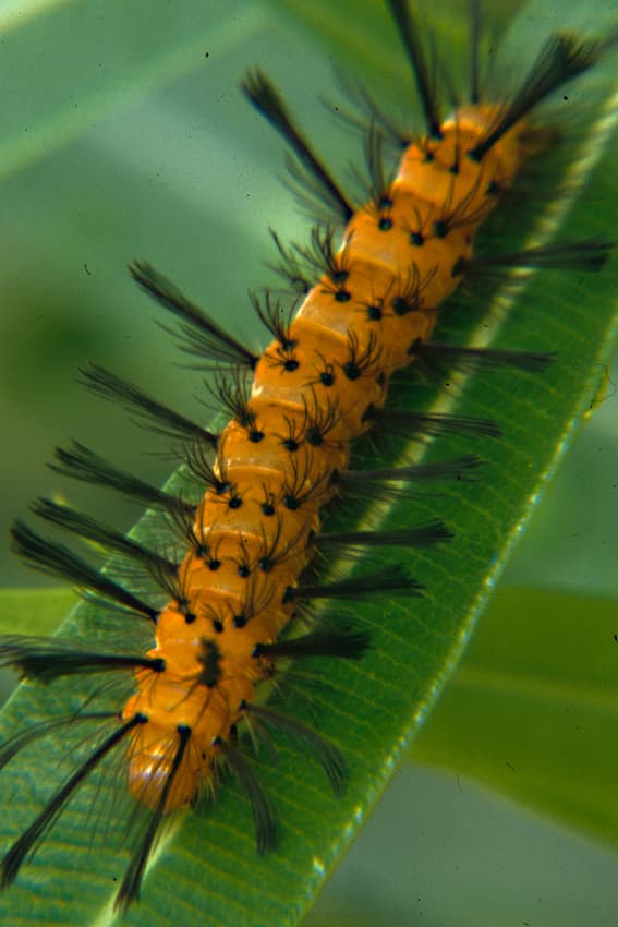 Syntomeida epilais, the Oleander Moth caterpillar, which - as the name suggests - feeds on leaves of Oleander plants. This was seen in a residential garden