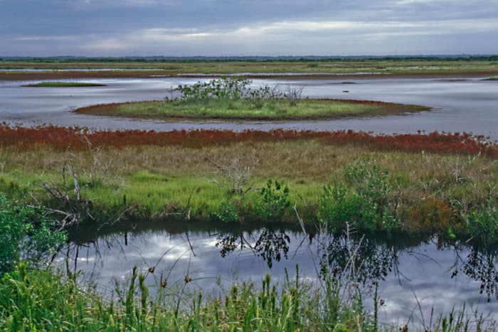 Merritt Island on the Atlantic coast. This saltwater, marsh and scrub wildlife refuge lies just 5 miles across the bay from Cape Canaveral, home of the space centre
