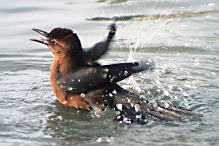 A bathing bird makes a splash in a puddle in one of the Orlando theme parks. Water attracts land birds in need of a clean up and a cool down