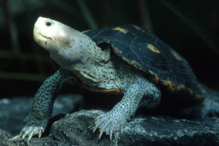 A Floridian diamond back terrapin. This is one of just two photos on this page which was not taken under natural conditions - the photo was taken at the Florida Aquarium