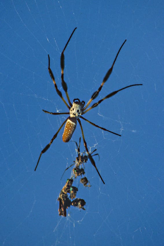 A Golden Silk Orb-Weaver clings to its web with the remains of some of its victims. These large and attractive spiders are among the most prominent of the invertebrates to be found in Florida