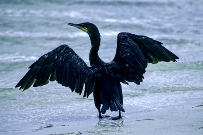 A cormorant spreads its wings and goes for a paddle on the shoreline at Howard Park. These are among the most visible of all the water birds
