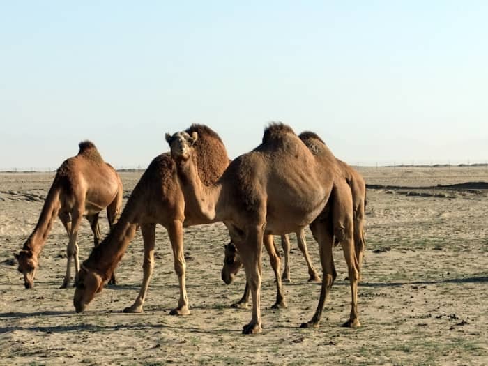 As you drive away from Jeddah city centre, you might see camels grazing along the motorway.