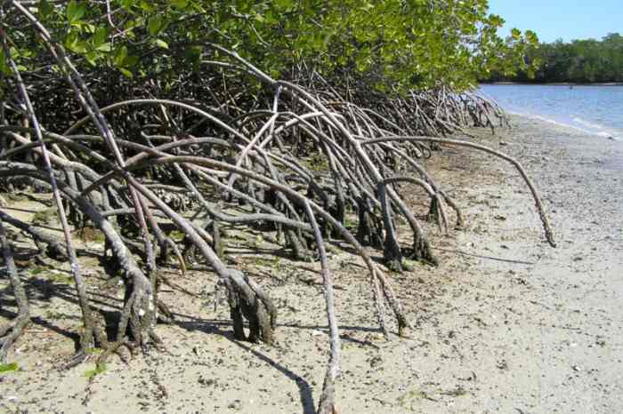 Mangrove trees in the Everglades help prevent the shore from erosion. 