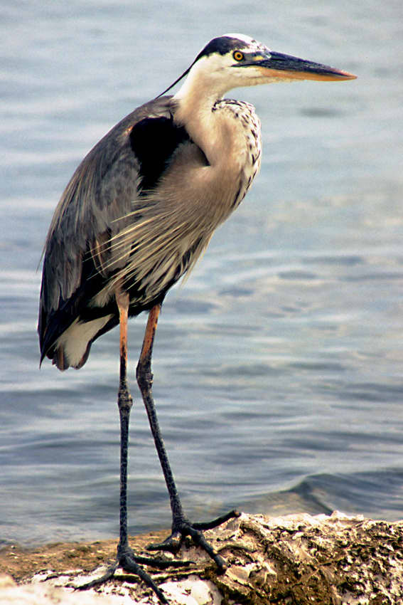The Great Blue Heron, one of the largest and most spectacular of Florida's birds, and a sight easily seen. Photographed at Fred H Howard Park