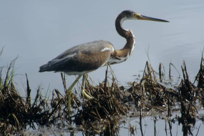 The Tricoloured (Louisiana) Heron, a small to medium sized heron of slender build, common on saltwater shores in Florida. This one was feeding at Merritt Island on the West Coast