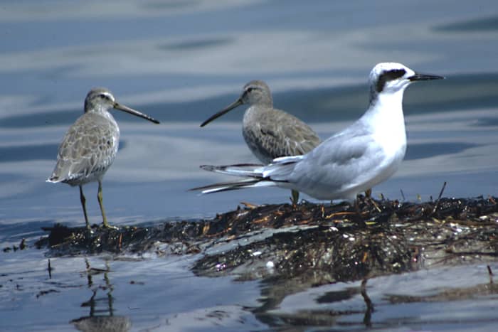 Shorebirds and a tern on the Gulf Coast of Florida. The tern is believed to be a Forster's Tern, though the author of this page is open to correction