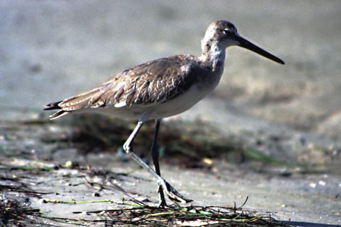 Small shorebirds are often shy and agile, and therefore less easy to photograph than the larger herons, cormorants and pelicans, but are worth the effort and the patience