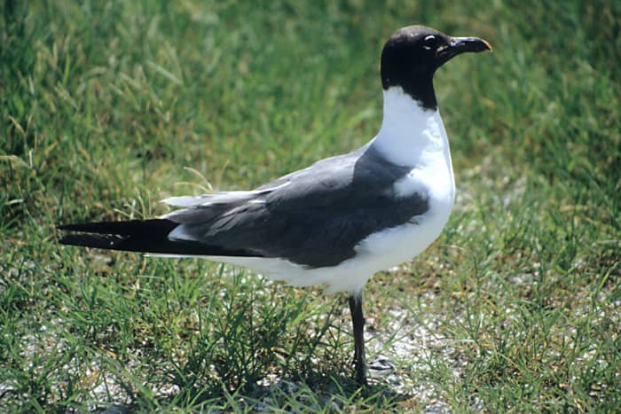 The Laughing Gull is the most ubiquitous of Floridian gulls, seen throughout the year in all kinds of environments, and told from other black headed gulls by its dark legs and in flight by its solid dark wingtips