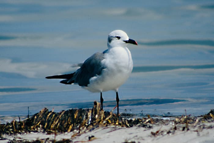 The winter plumage of the Laughing Gull is very different. Like many similarly plumaged gulls, the Laughing Gull loses its black head in winter
