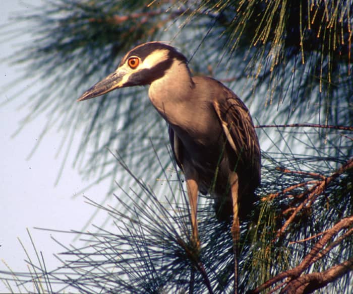 Florida Water Birds: A Photographic Guide - WanderWisdom