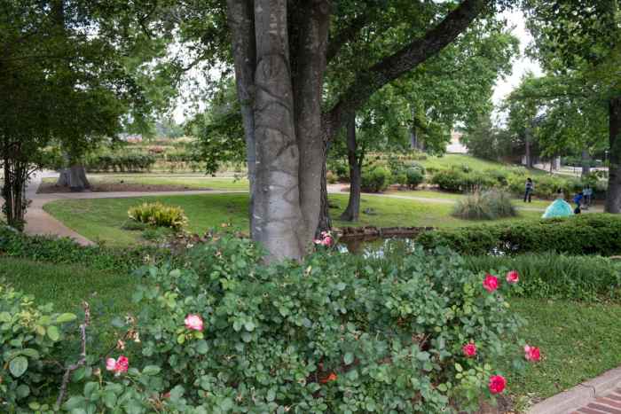 Municipal Rose Garden in Tyler, Texas