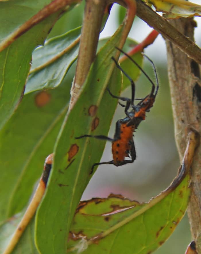The Assassin Bug larvae on one pomegranite shrub fascinated me for a while. They practice organic agriculture, so you can see predator insect species doing their job.