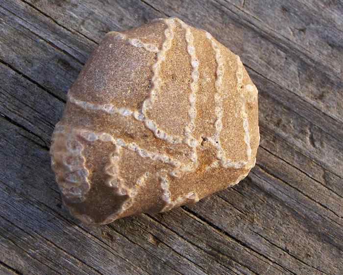 I couldn't believe I spotted this! It's a Halysite extinct tabulate Paleozoic coral . . . a reef building type (the chain appearance distinguishes it)