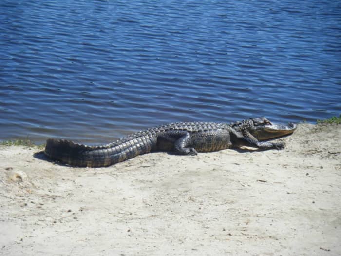 Young alligator at Lake Alice. Lake Alice is a pleasant place to visit and great for spotting alligators, turtles, birds, and other wildlife, as well as somewhere just to chill out and enjoy the lakeside. It is free to visit.