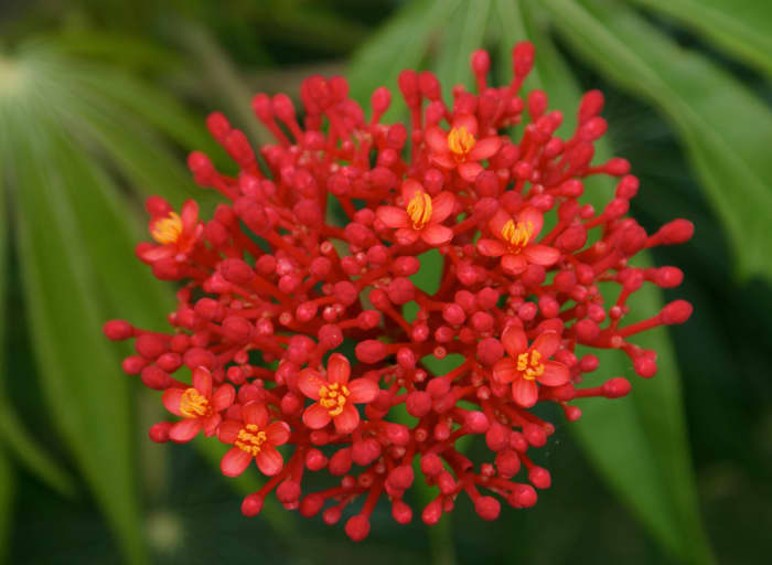 A common ornamental. Part of the landscaping around a hot springs resort near Miravalles volcano. Butterflies like this flower.