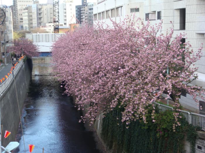 Meguro river, which looks like a canal, does it not? April 7th when the right side of the river from the metro station was overflowing with cherry trees in flower