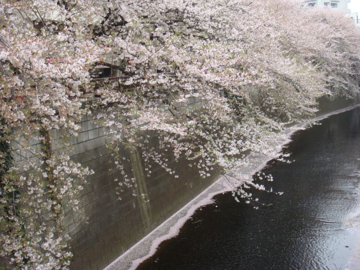 Meguro river, left hand side off the metro station. Spectacular is one word for it. Care to call it something else? No need, methinks.