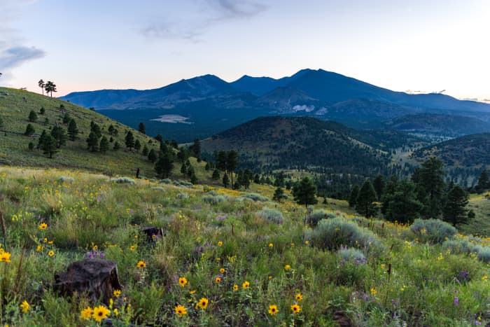 Summer wildflowers east of the Peaks. Monsoon season brings a burst of wildflower blooms to Arizona's higher elevations around Flagstaff.
