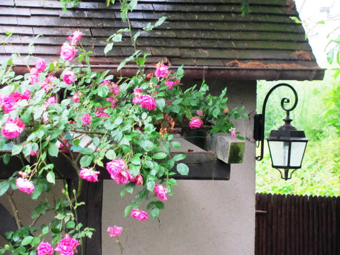Beautiful roses climb a trellis of a local flower shop just outside the walls of Monet's estate.