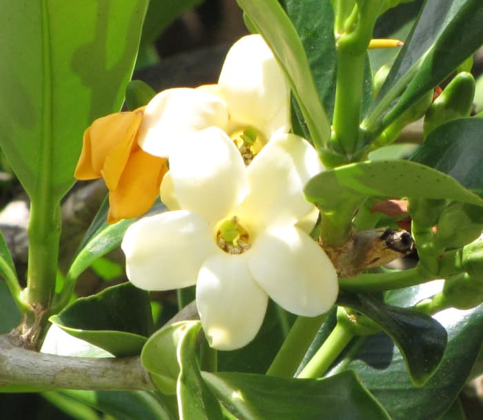 Puakenikeni—a sweet-smelling flower—literally means "ten-cent flower" because they were once strung in leis selling for ten cents. If you've never smelled puakenikeni, you don't know what you're missing, but I do!