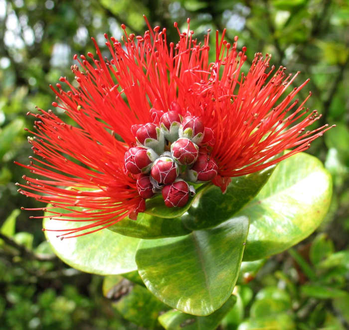 This is the ohi'a lehua flower that is missing from the Merrie Monarch adornments until the fungal disease affecting them has been eradicated.