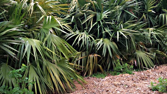 The Saw Palmeto - Serenoa repens - is a well known species of palm from the Southeastern United States of America.