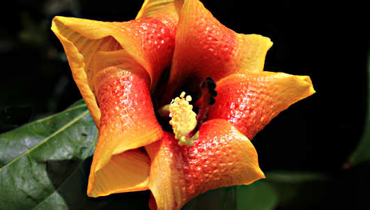 The Blue Mahoe - Talipariti elatum - is a native of the Caribbean islands. (The name clearly doen't refer to the flower colour, but rather to the bluish hue of the wood)