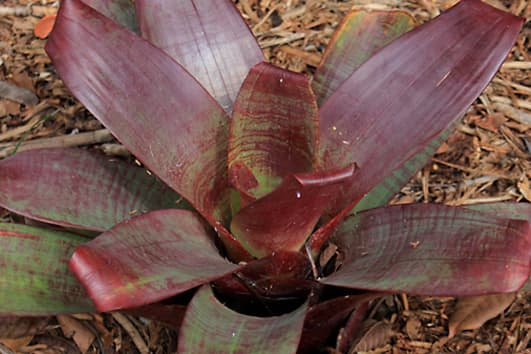 Vriesea imperialis - the 'Imperial Vriesea' from Brazil - is one of many Bromeliads which grow in the Octagon